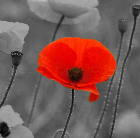 Remembrance Poppy